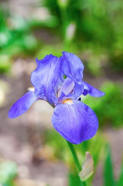 Premium Photo Blue Iris Flower Closeup On Green Garden Background