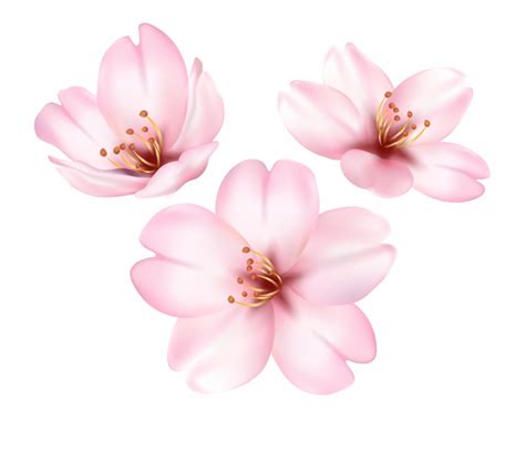 Spring Blooming Tree Flower Png Clip Art Image Clip Art Library