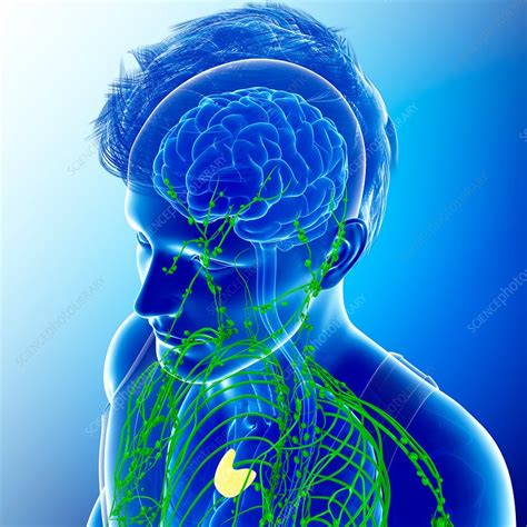 Male Lymphatic System Illustration Stock Image F0194195 Science