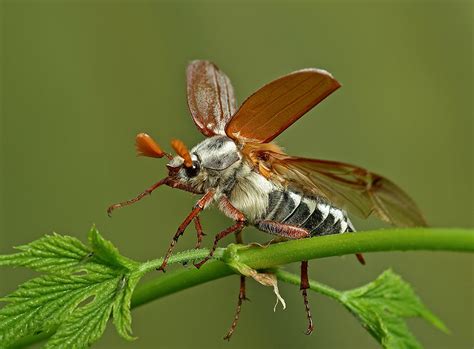 Fonds Decran Insectes Coléoptères Arrière Plan Coloré Animaux