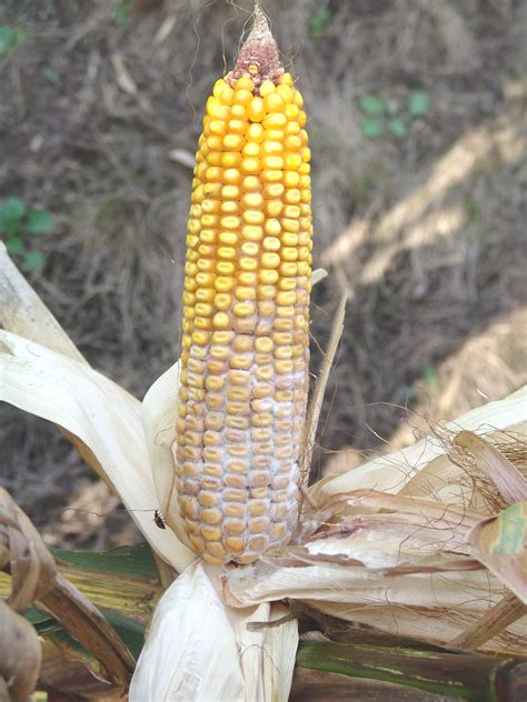 Stalk And Ear Rot Diseases Developing Early
