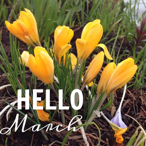 Hello March! | Hello march, Hello march images, March images