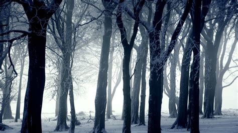 Dark Winter Forest Wallpapers Top Free Dark Winter Forest Backgrounds