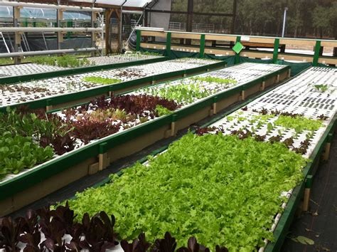 Commercial Aquaponic Farming How It Is Possible To Master Aquaponics