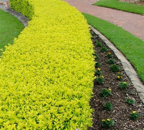 We did not find results for: Picture of Cuban Gold Duranta - Gardenality