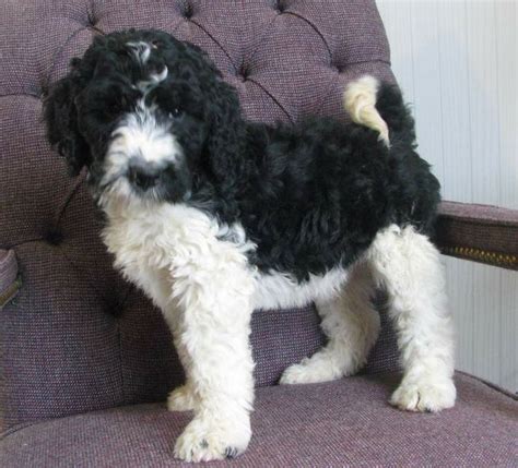 F1b, standard size, wormed and vaccinations. Springerdoodle Puppies for Sale | Puppies for sale ...