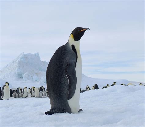 Emperor Penguin By Laogephoto On Deviantart