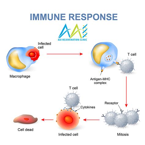 Ahcc Immune Boosting Supplement Aai Clinics