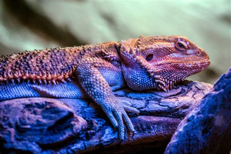 Why Your Bearded Dragon Is Bloated And How To Help Reptile Craze