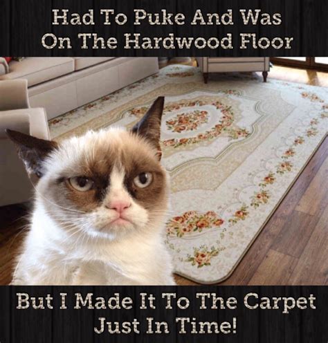 Clean Cat Memes Funny 19 Very Funny Cat Memes Clean