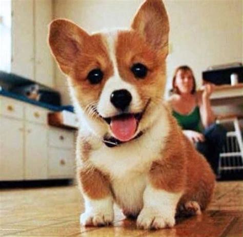 Hirs left ear is flopped down] #corgipuppies. 50 Very Cute Pembroke Welsh Corgi Puppies Pictures And Photos