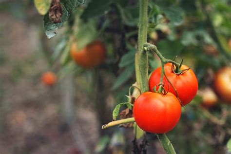 When To Plant Tomatoes According To Your Climate Better Homes And Gardens