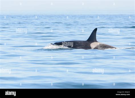 Southern Resident Orcas J Pod Orca Orcinus J 41 Eclipsesalish