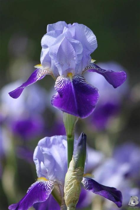 Blue Iris Flower Meaning Idalias Salon