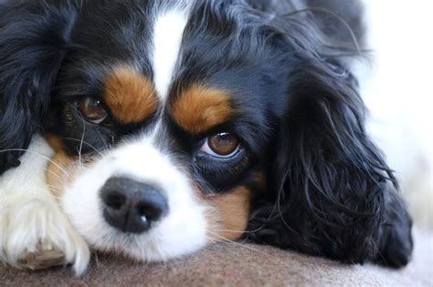 4 Adorable Cavalier King Charles Spaniel Haircuts With Pictures Pet