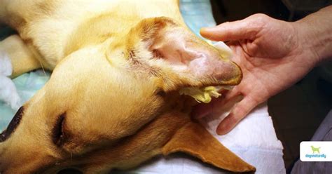 How To Get Rid Of Dry Swollen Lips In Dogs Ears