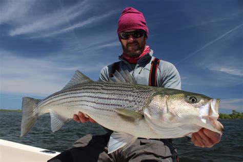 Photo Massachusetts Striped Bass From Greasy Beaks Fly Fishing The