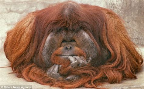 Hilarious Animal Photos Show Its Not Just Humans Who Have Bad Hair Days Dailyoffbeatnews