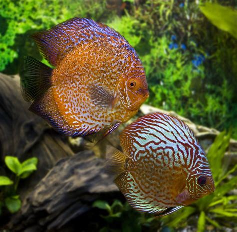 South American Cichlids Discus Angelfish Pike Cichlids Discus