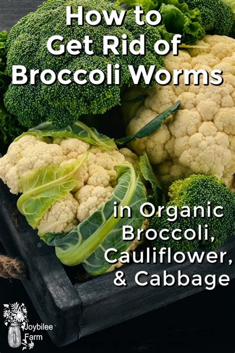 Which meant outdoor cats, and all of them had fleas and worms. How to Get Rid of Broccoli Worms in Organic Broccoli ...