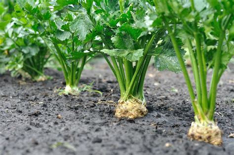 How To Grow And Care For Celery Plants Uk