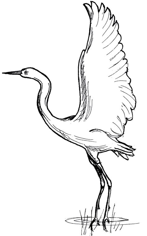 Download Siberian Crane coloring for free - Designlooter 2020 👨‍🎨