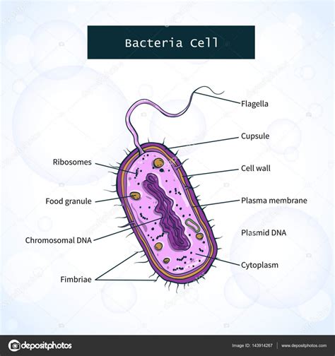 Estructura De La Célula Bacteriana Vector De Stock Por ©aglia83 143914267