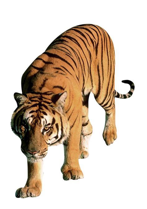 Tigre Png