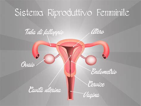 Sistema Riproduttivo Femminile Illustrazione Di Stock Illustrazione