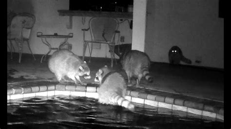 Backyard Shenanigans 7 Raccoons Invade Our Deck For A Pool Party And Snack Time Youtube