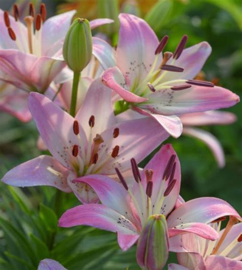 Asiatic Lily Rosellas Dream Van Engelen Wholesale Flower Bulbs
