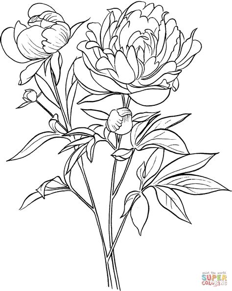 Peony Flower Line Drawing Sketch Coloring Page