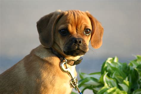 Adorable But Stubborn As Can Be Puggle Dogs Puggle Puppies Puggle