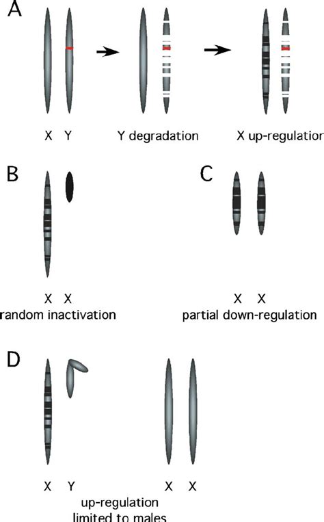 The Origin And Dosage Compensation Of Differentiated Sex Chromosomes Download Scientific