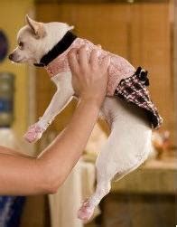 Maybe you would like to learn more about one of these? Chihuahua and Dog Fashion: Beverly Hills Chihuahua Fashion ...