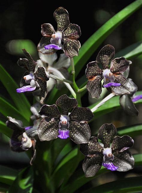 Keanekaragaman Anggrek Orchid Indonesia Geograph88