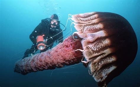 The Largest Jellyfish In The World ~ocean Life To The Fullest~