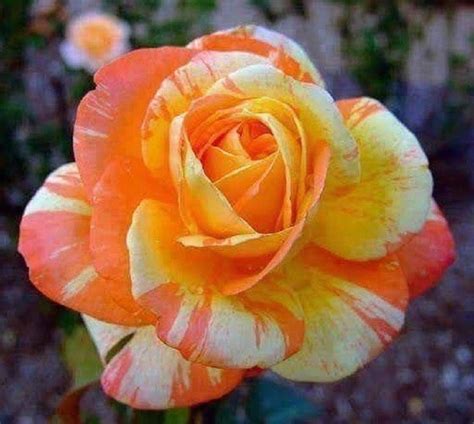 10 Orange White Rose Seeds Flower Bush Perennial Shrub Garden Etsy