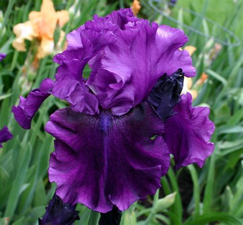 Purple Serenade Purple Iris Most Beautiful Flowers