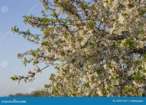Cherry Blossoms White Flowers Of Fruit Tree Stock Image Image Of