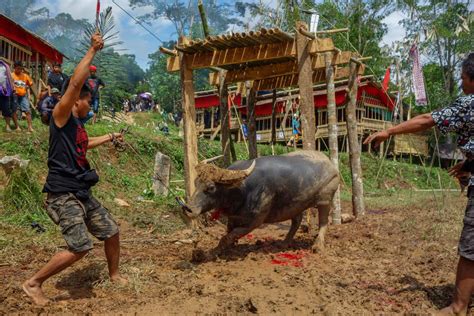 Tana Toraja Funeral Ceremony Water Buffalo Sacrifice Travel Badger