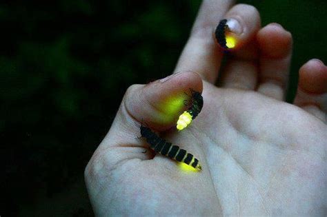 Luminous Insects Most Beautiful Pages Insect Photography