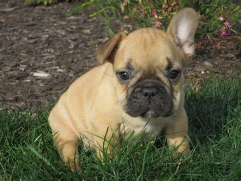 Find french bulldog puppies and dogs for adoption today! French Bulldog Puppies For Sale in Indiana & Chicago ...