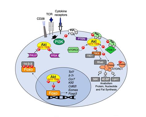 diverse roles of akt in t cells