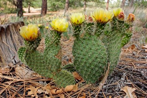 The Prickly Pear Cactus