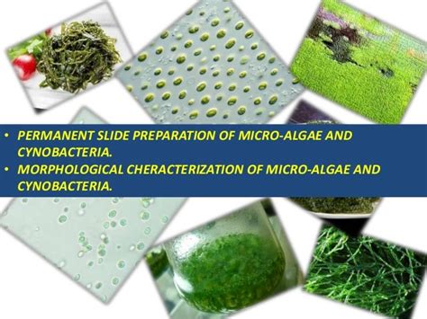 Morphology Of Micro Algae Ad Permanent Slide Preparation Of Micro Alg