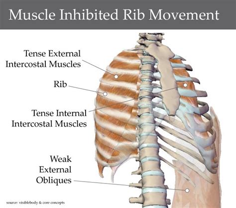 Rib Cage Muscles Pain Muscles Outside Rib Cage Why Does My Rib Cage