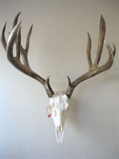 186 Bandc Mule Deer Skull By Classic Antler Mounts Antlers Artwork