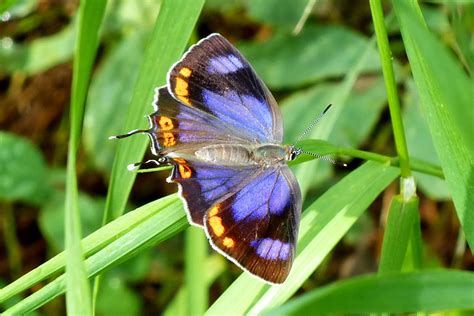 Colorado Hairstreak Butterfly Identification Facts And Pictures