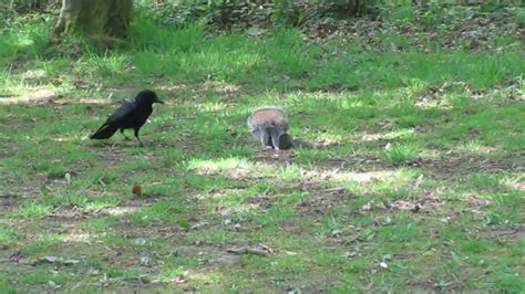 ** it appears to me that this raven was digging up food that the squirrels had just buried in the ground. Crow attacks mum squirrel with her baby - YouTube